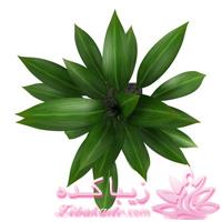 گیاهان آپارتمانی 